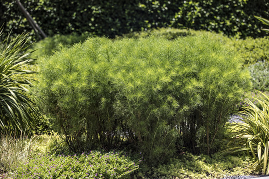 园林植物设计