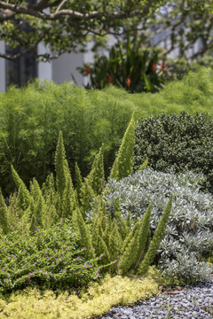 园林植物