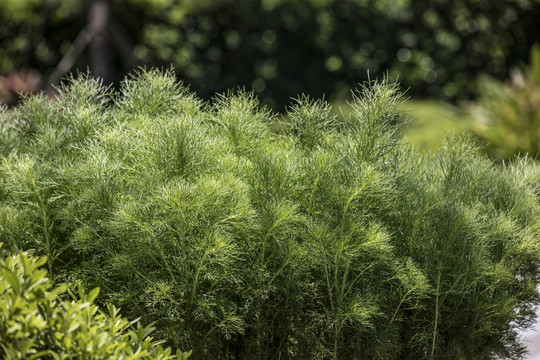 园林植物园艺设计