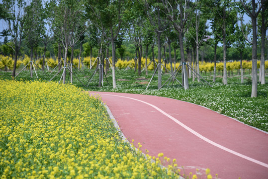 油菜花田边的跑道