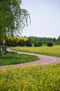 油菜花田边的跑道