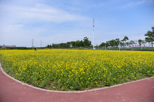 油菜花田边的跑道