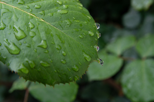 月季花叶子水珠