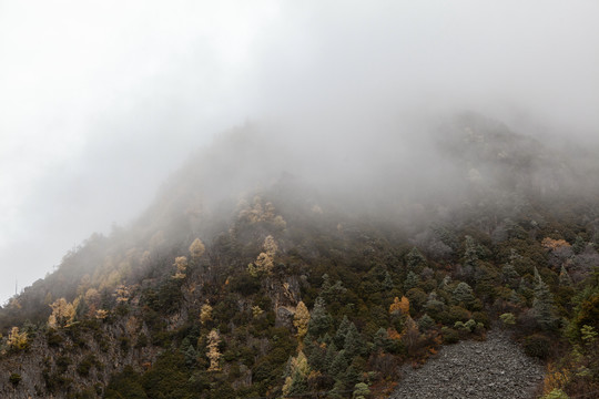 高山云雾彩林