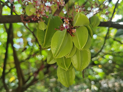 大棚杨桃栽培