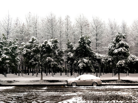 冬日雪景树林和车