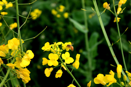 春日油菜花蜜蜂