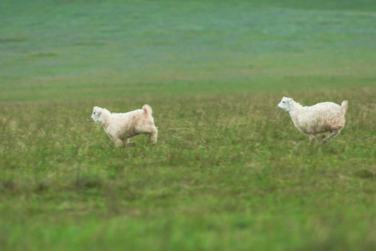 草原小羊奔跑