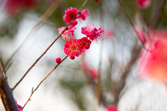 粉色花朵特写