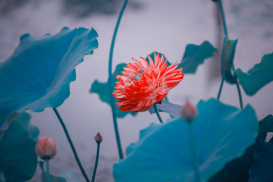 荷花