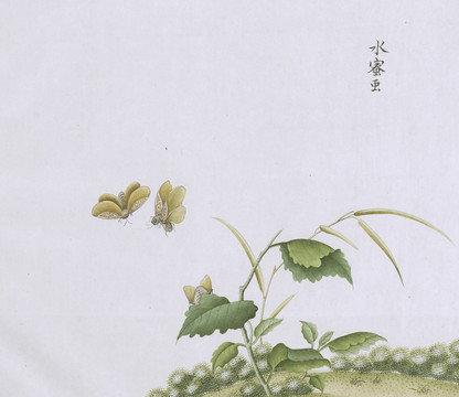 水蜜蝶虫草国画小品