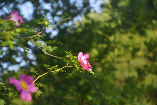 刺梨花