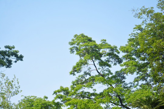 天空清新树枝