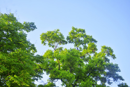 仰拍树枝