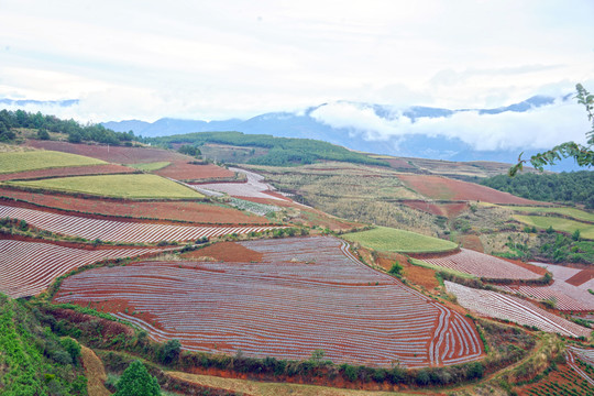 东川红土地