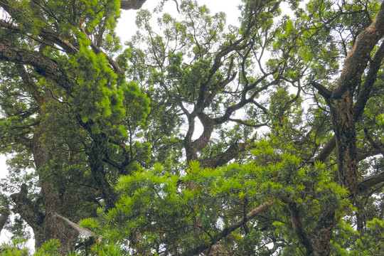 东川红土地