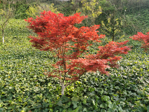 红枫