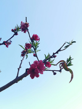 桃花