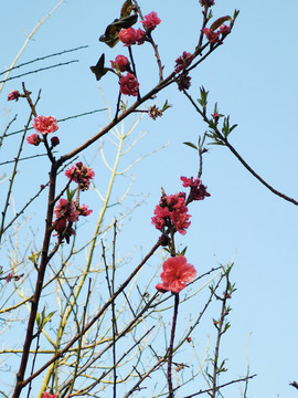 桃花