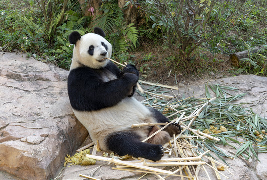 正在吃竹子的大熊猫