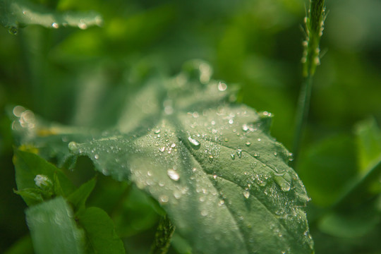 菜叶上的水珠