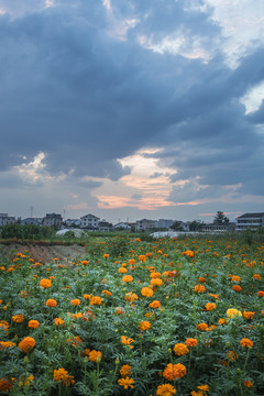 田里的菊花