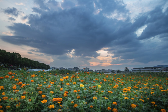 田里的菊花