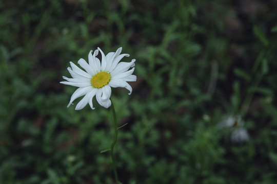 小雏菊