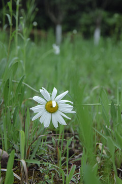 小雏菊