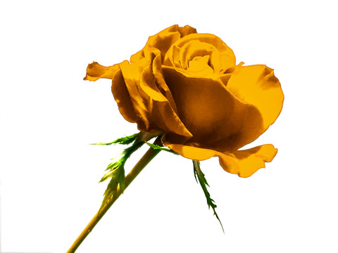 金黄色玫瑰花