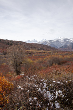 雪山草地高原风光