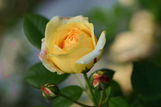 唯美的黄色玫瑰花