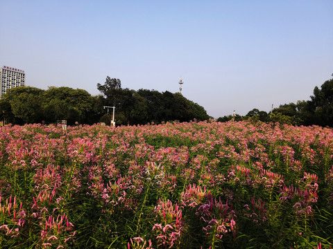 醉蝶花