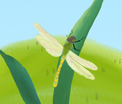 二十四节气小满纯原创蜻蜓插画