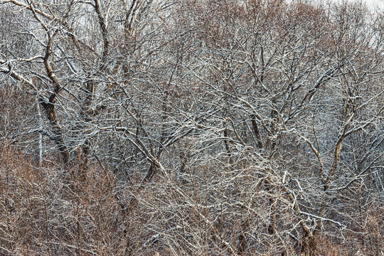 冬季树枝积雪