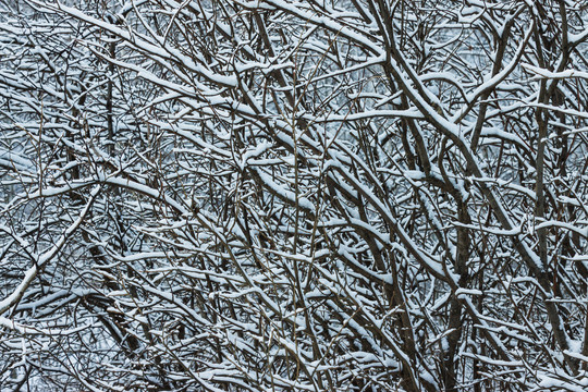 树枝枯枝积雪