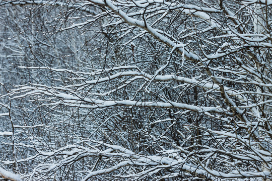 冬季挂雪树枝