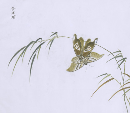 金环蝴蝶虫草国画小品