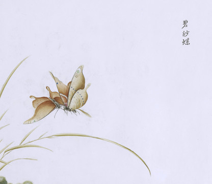 碧纱蝶虫草国画小品