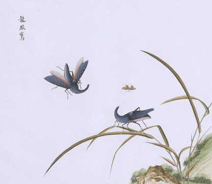 龙眼蛾虫草国画小品