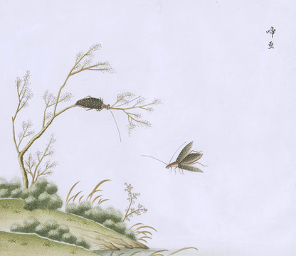 啼虫虫草国画小品