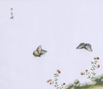 夘苔蝶虫草国画小品