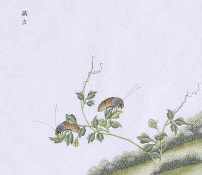 猪虫虫草国画小品