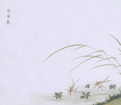 浮萍虫虫草国画小品