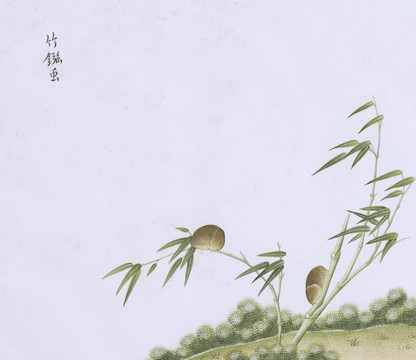 竹虫虫草国画小品