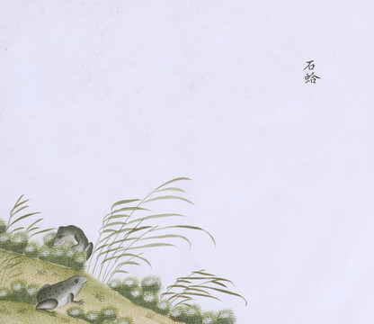 石蛙虫草国画小品