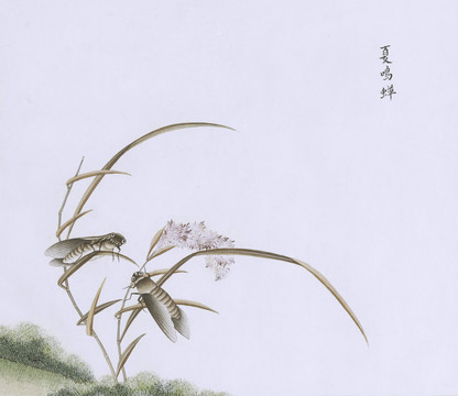 知了虫草国画小品