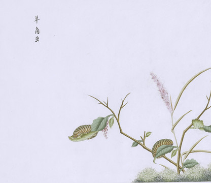 大青虫虫草国画小品