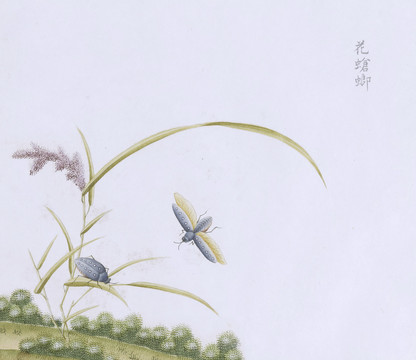 花飞虫虫草国画小品