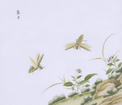 飞蛾虫草国画小品